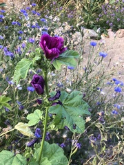 Malva sylvestris mauritiana