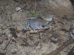 Leptobrachium hendricksoni