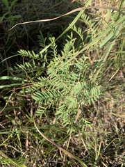 Astragalus crassicarpus
