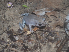 Leptobrachium hendricksoni