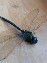 Rhionaeschna cornigera