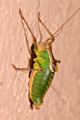 Metaplastes pulchripennis