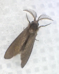 Cryptothelea nigrita