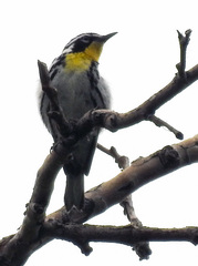Setophaga dominica