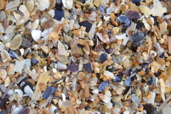 Cingula trifasciata