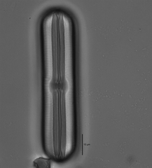 Sellaphora