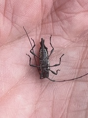 Sangaris multimaculata