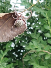 Neoscona oaxacensis