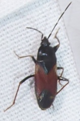 Eremocoris depressus