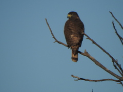 Rupornis magnirostris