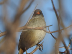 Embernagra platensis