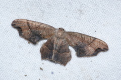Calledapteryx dryopterata