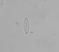 Sellaphora