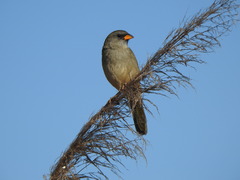 Embernagra platensis