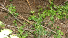 Galium divaricatum
