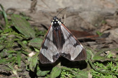 Dysschema leucophaea