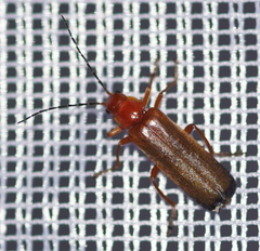 Ancistronycha erichsonii