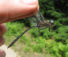 Somatochlora franklini