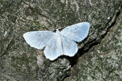 Hydrelia albifera