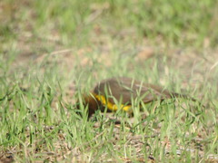 Pseudoleistes virescens