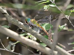 Coryphaeschna apeora