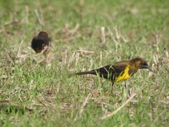 Pseudoleistes virescens