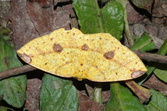 Periclina rumiaria