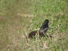 Molothrus bonariensis