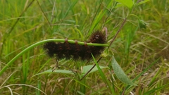 Insecta