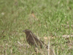 Molothrus bonariensis