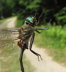 Somatochlora franklini