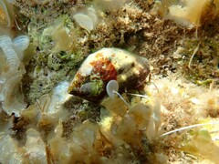 Stramonita haemastoma