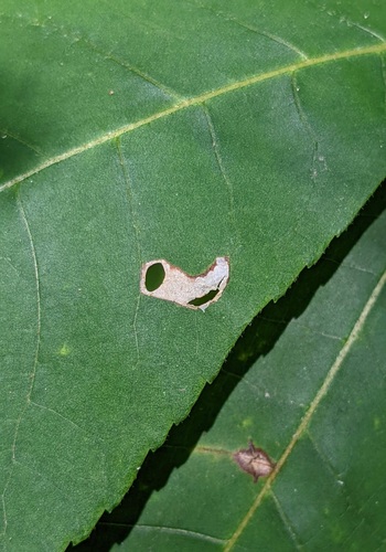 Coptodisca lucifluella photo 4