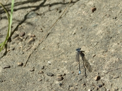 Argia apicalis