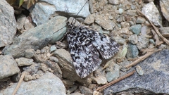 Orenaia alpestralis