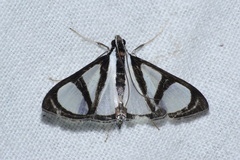 Glyphodes extorris