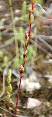 Drosera rotundifolia