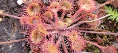 Drosera rotundifolia