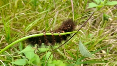 Insecta