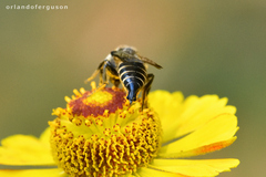 Coelioxys alatus