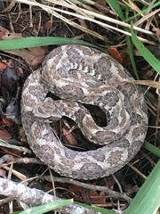 Bothrops erythromelas