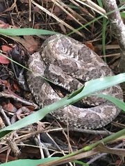Bothrops erythromelas