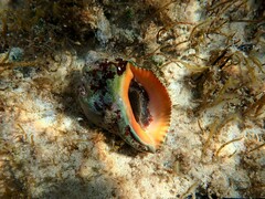 Stramonita haemastoma