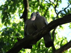 Columba palumbus