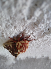 Citheronia splendens