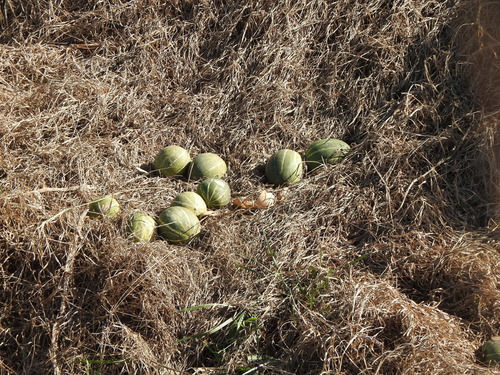 Cucurbita andreana (Cucurbita andreana)