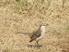 Mimus saturninus