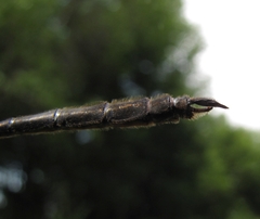 Somatochlora franklini