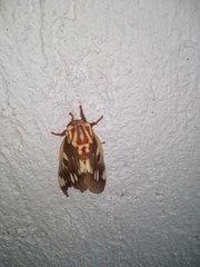 Citheronia splendens