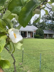 Franklinia